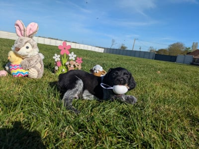 Les chiots de Epagneul Breton