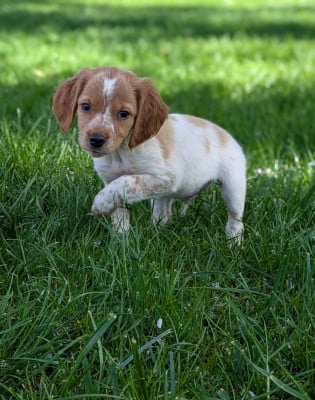 Les chiots de Epagneul Breton