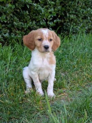 Les chiots de Epagneul Breton