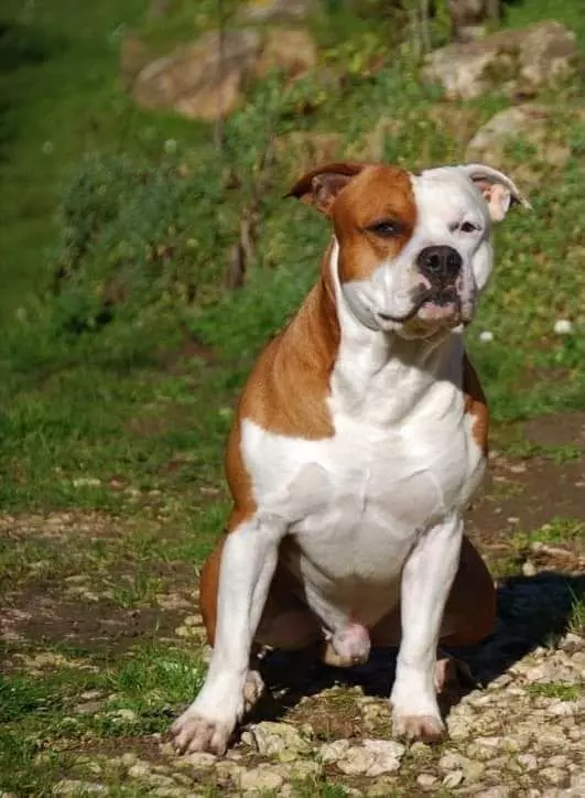 Publication : (Sans Affixe) Auteur : Lantenois Aline