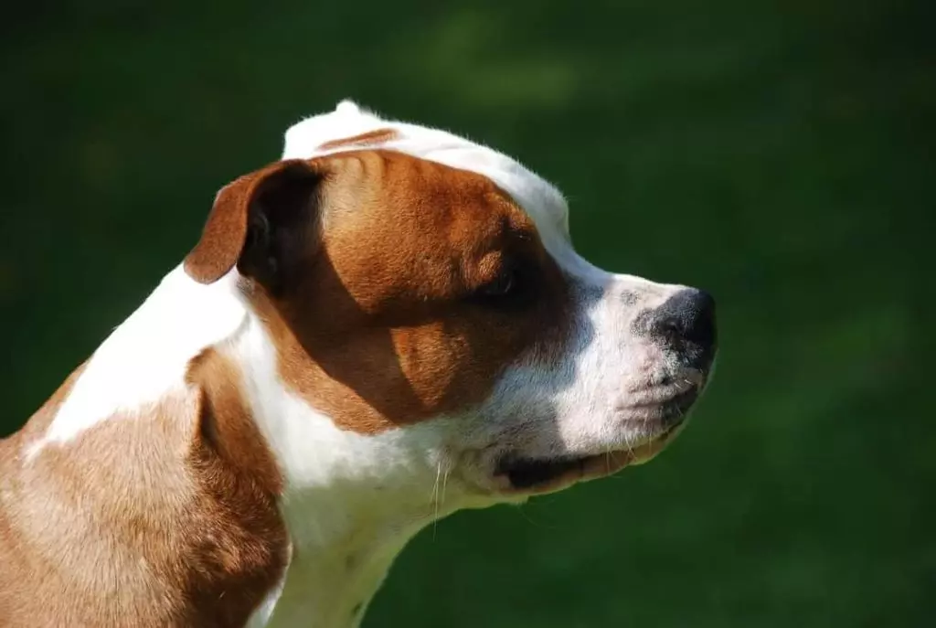 Publication : (Sans Affixe) Auteur : Lantenois Aline