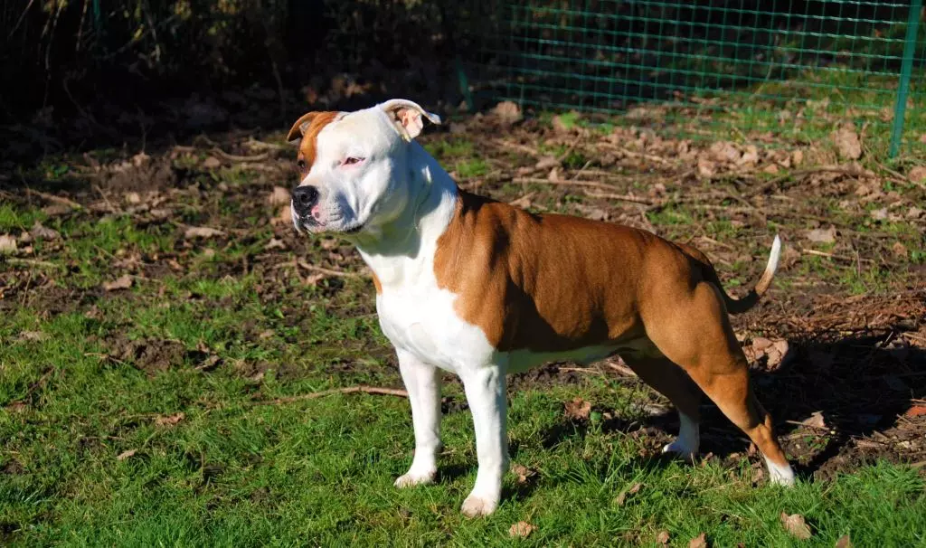 Publication : (Sans Affixe) Auteur : Lantenois Aline