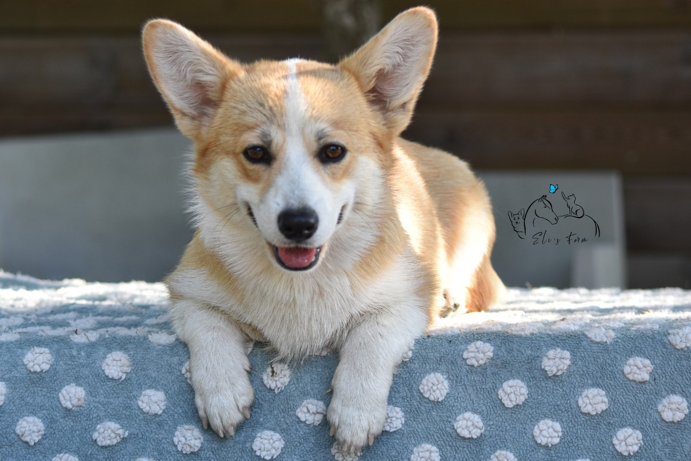 Eli's Farm Ava Gardner