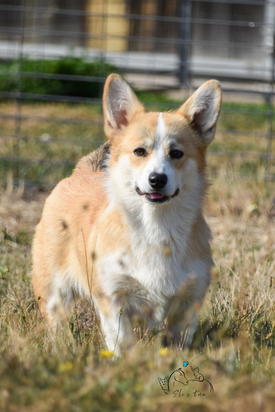 Eli's Farm Ava Gardner