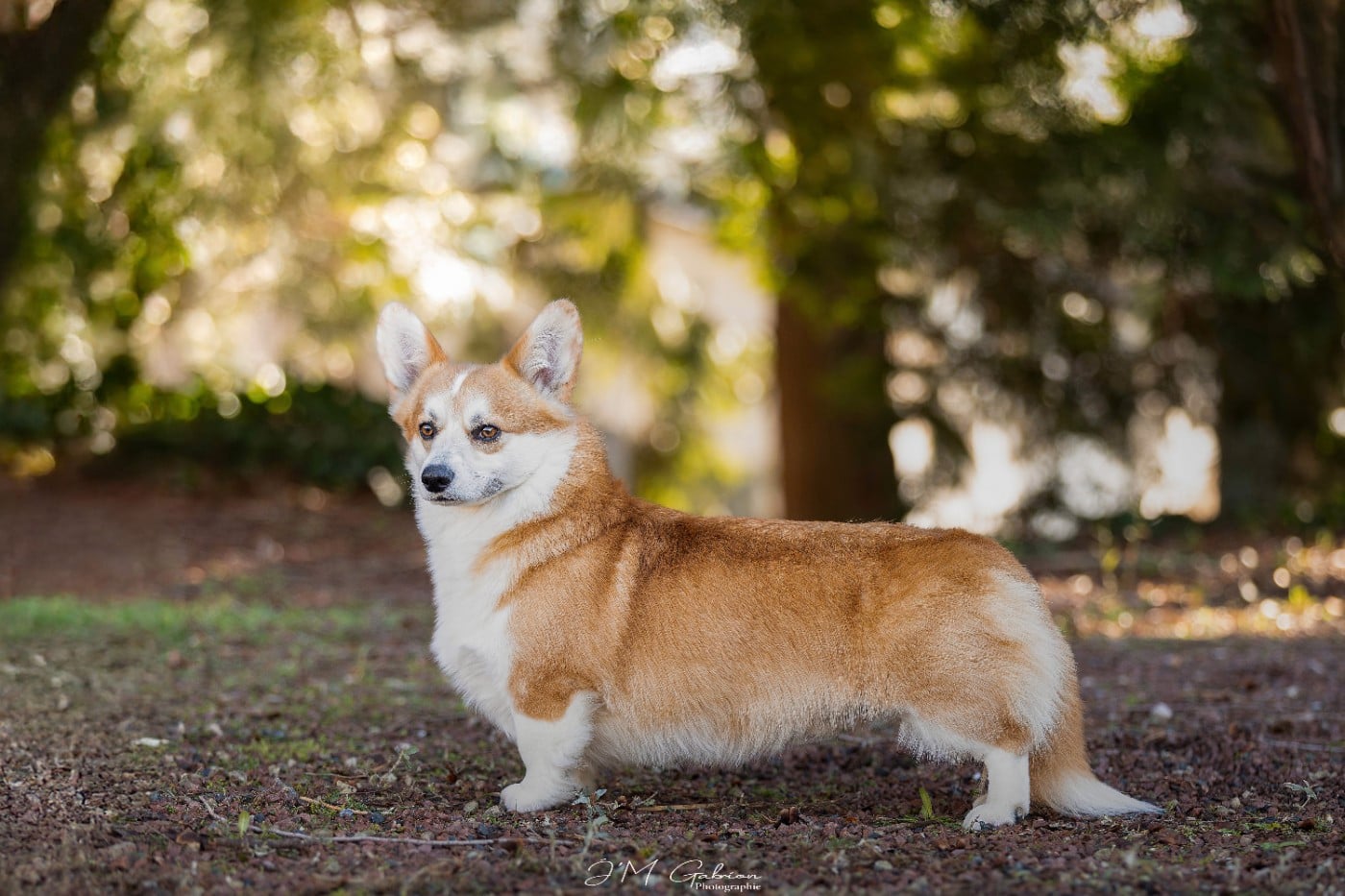 CH. right hunter SHADOW CASTER