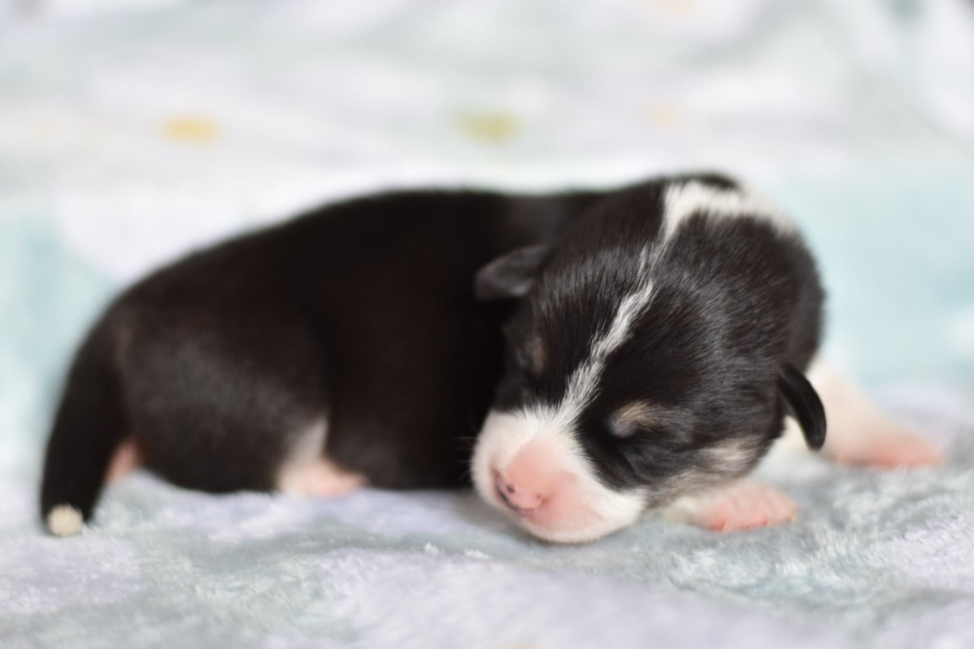 Welsh Corgi Pembroke - Eli's Farm