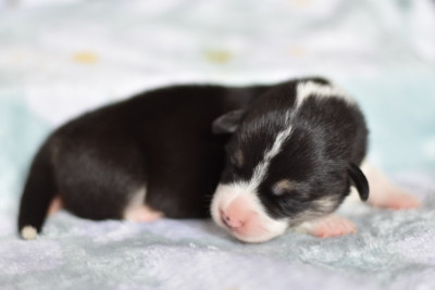 Les chiots de Welsh Corgi Pembroke