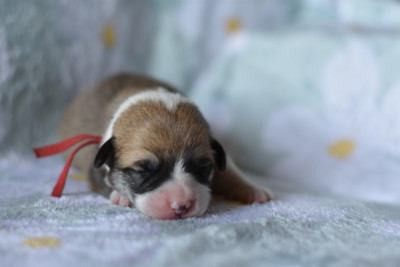 Les chiots de Welsh Corgi Pembroke