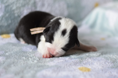 Les chiots de Welsh Corgi Pembroke