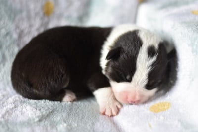 Les chiots de Welsh Corgi Pembroke