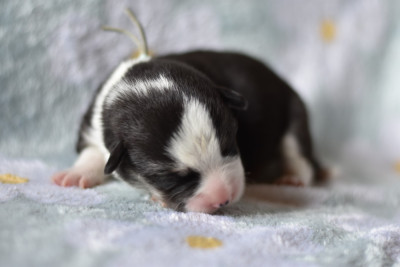 Les chiots de Welsh Corgi Pembroke