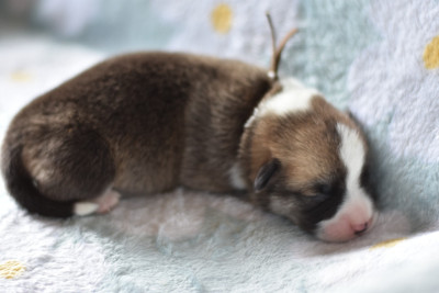 Les chiots de Welsh Corgi Pembroke