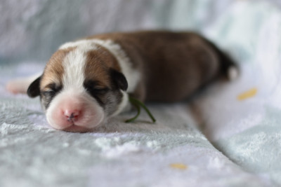 Les chiots de Welsh Corgi Pembroke