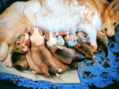 Les chiots de Welsh Corgi Pembroke