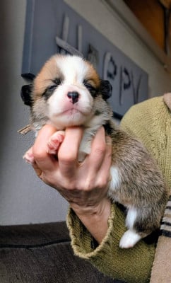 Les chiots de Welsh Corgi Pembroke