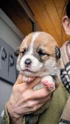 Les chiots de Welsh Corgi Pembroke