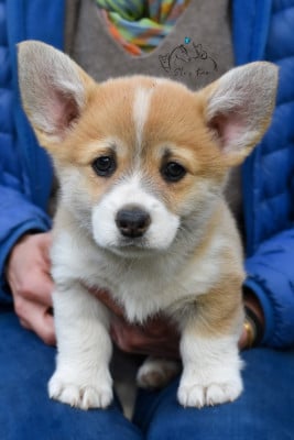 Les chiots de Welsh Corgi Pembroke