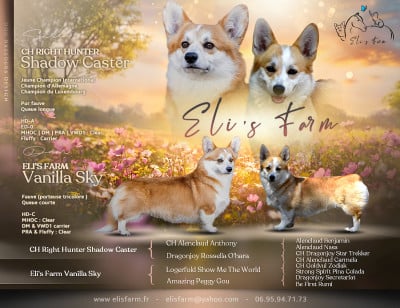 Welsh Corgi Pembroke