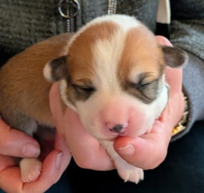 Welsh Corgi Pembroke