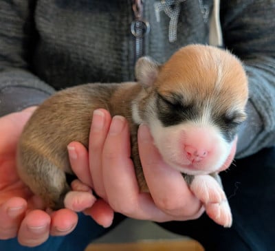 Les chiots de Welsh Corgi Pembroke