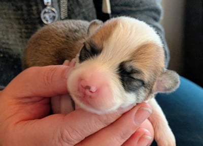 Les chiots de Welsh Corgi Pembroke