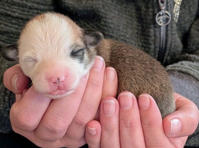 Les chiots de Welsh Corgi Pembroke