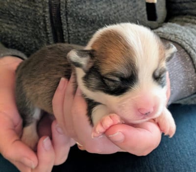 Les chiots de Welsh Corgi Pembroke