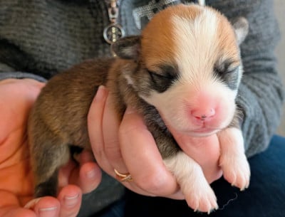Les chiots de Welsh Corgi Pembroke