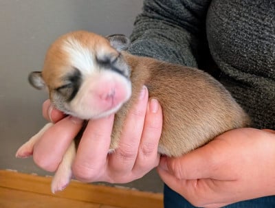 Les chiots de Welsh Corgi Pembroke