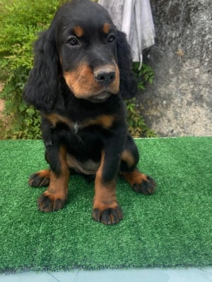 Chiot N°1 - Setter Gordon