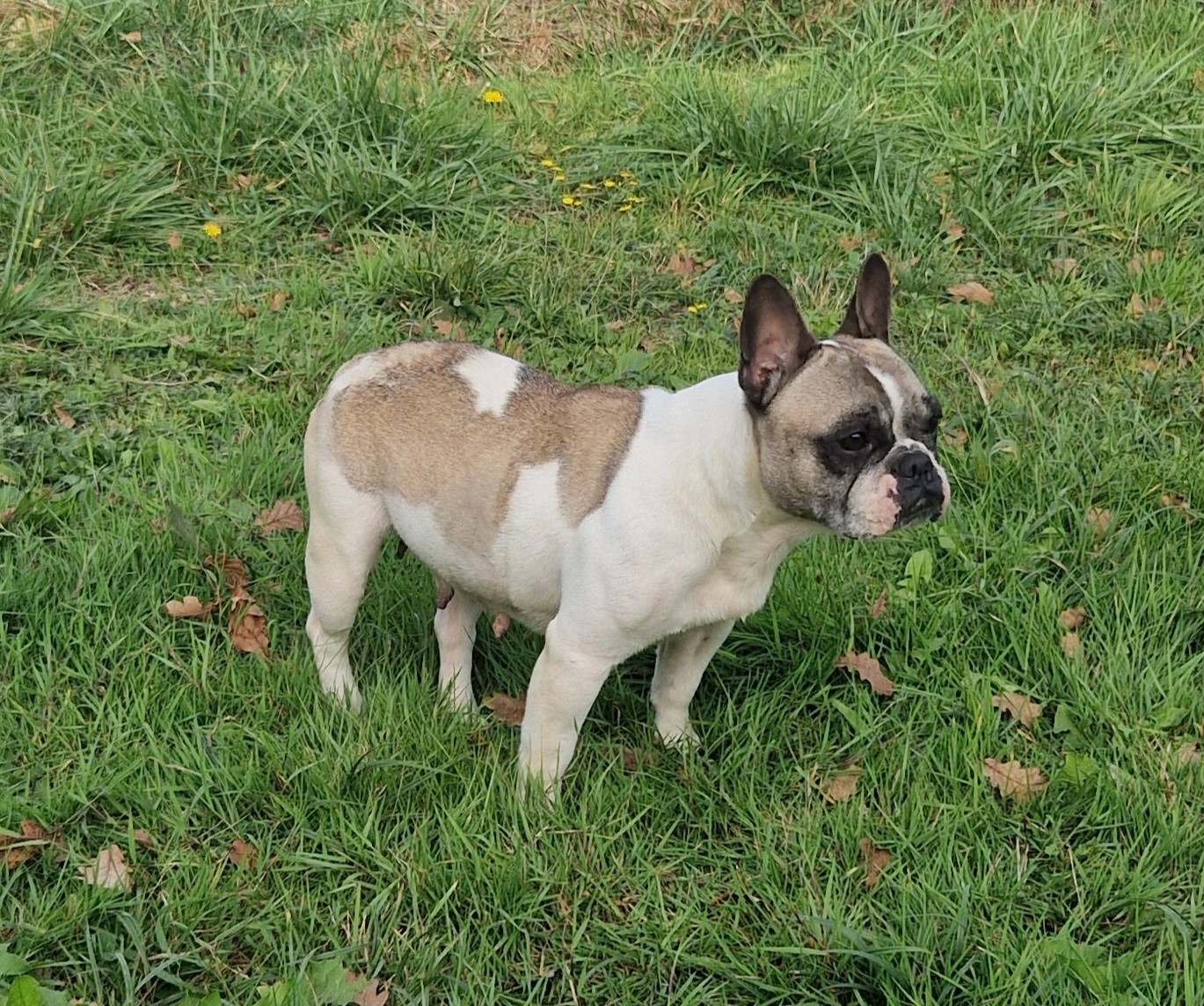 Publication : (Sans Affixe)