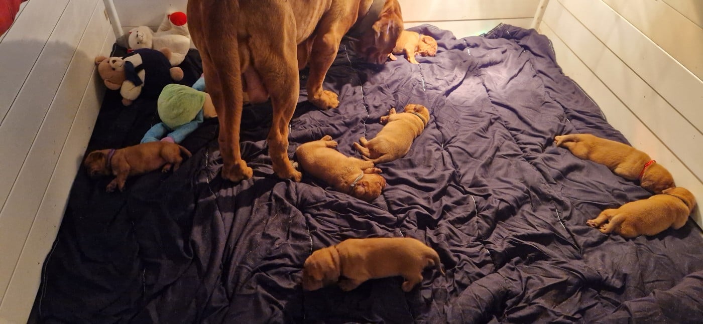 Dogue de Bordeaux - des Trésors d'Anubis