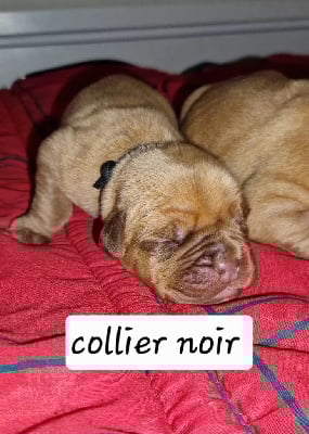 Les chiots de Dogue de Bordeaux