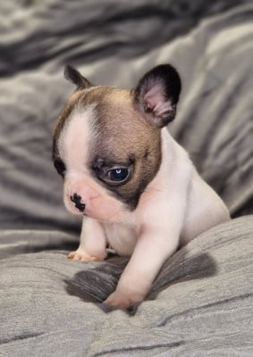Les chiots de Bouledogue français