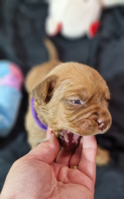 Les chiots de Dogue de Bordeaux