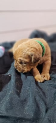 Les chiots de Dogue de Bordeaux