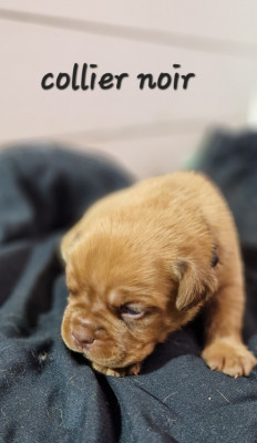 Les chiots de Dogue de Bordeaux