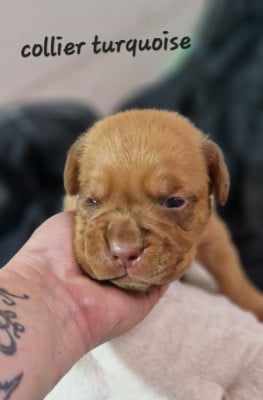 Les chiots de Dogue de Bordeaux