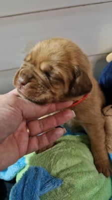 Les chiots de Dogue de Bordeaux