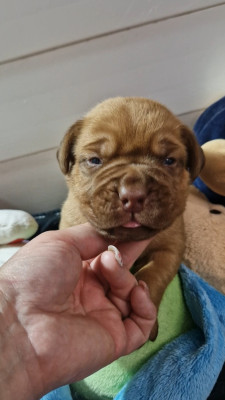 Les chiots de Dogue de Bordeaux