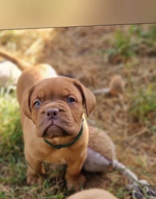 Les chiots de Dogue de Bordeaux
