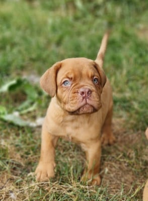 Les chiots de Dogue de Bordeaux