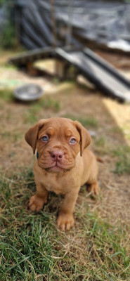 Les chiots de Dogue de Bordeaux