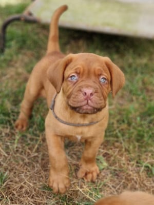 Les chiots de Dogue de Bordeaux