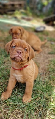 Les chiots de Dogue de Bordeaux