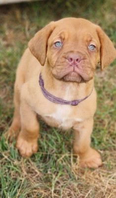 Les chiots de Dogue de Bordeaux