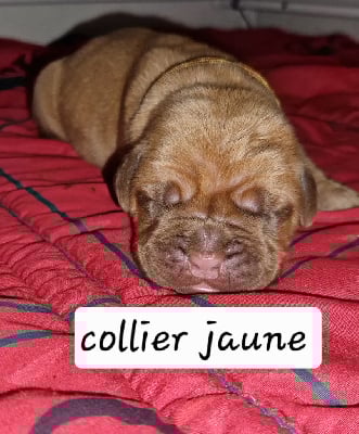 Les chiots de Dogue de Bordeaux