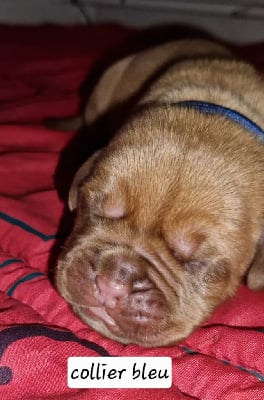 Les chiots de Dogue de Bordeaux