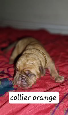 Les chiots de Dogue de Bordeaux