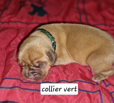 Les chiots de Dogue de Bordeaux